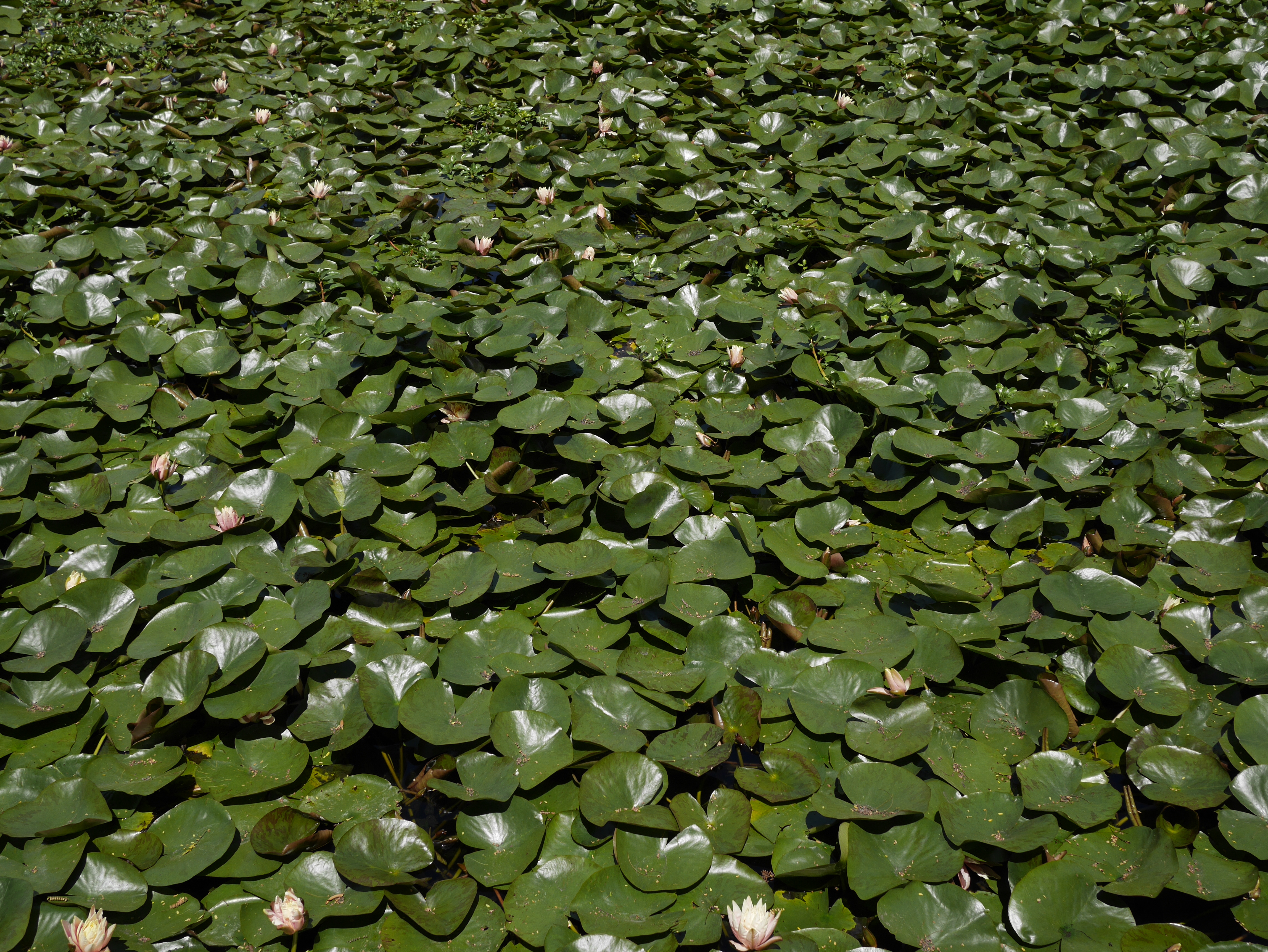 lily pads